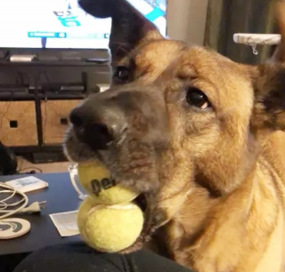 Illustration de l'article : "Mon royaume pour une balle de tennis" : 20 photos adorables de chiens obsédés par leur petite sphère jaune