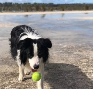 Illustration de l'article : "Mon royaume pour une balle de tennis" : 20 photos adorables de chiens obsédés par leur petite sphère jaune