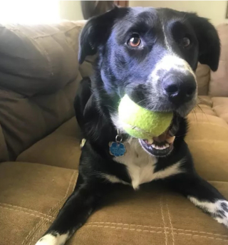 Illustration de l'article : "Mon royaume pour une balle de tennis" : 20 photos adorables de chiens obsédés par leur petite sphère jaune