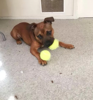 Illustration de l'article : "Mon royaume pour une balle de tennis" : 20 photos adorables de chiens obsédés par leur petite sphère jaune