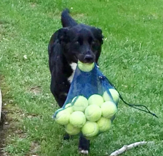 Illustration de l'article : "Mon royaume pour une balle de tennis" : 20 photos adorables de chiens obsédés par leur petite sphère jaune