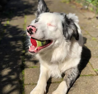 Illustration de l'article : "Mon royaume pour une balle de tennis" : 20 photos adorables de chiens obsédés par leur petite sphère jaune