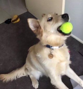 Illustration de l'article : "Mon royaume pour une balle de tennis" : 20 photos adorables de chiens obsédés par leur petite sphère jaune