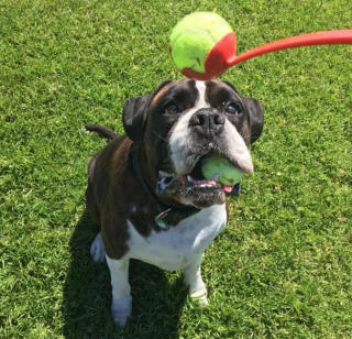 Illustration de l'article : "Mon royaume pour une balle de tennis" : 20 photos adorables de chiens obsédés par leur petite sphère jaune