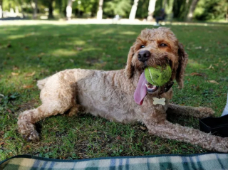 Illustration de l'article : "Mon royaume pour une balle de tennis" : 20 photos adorables de chiens obsédés par leur petite sphère jaune