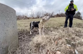 Illustration de l'article : Une chienne reste au chevet d’un chien mourant pour lui faire ses adieux, veillant sur lui jusqu’à son dernier souffle (vidéo)