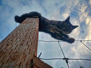 Illustration de l'article : 20 photos prouvant que défier les lois de la gravité est un véritable mode de vie pour les chats