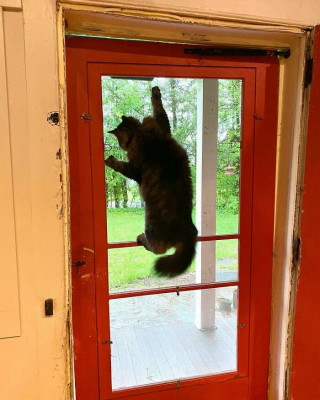 Illustration de l'article : 20 photos prouvant que défier les lois de la gravité est un véritable mode de vie pour les chats