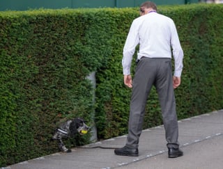 Illustration de l'article : 12 chiens de travail qui élèvent le professionnalisme à son plus haut niveau