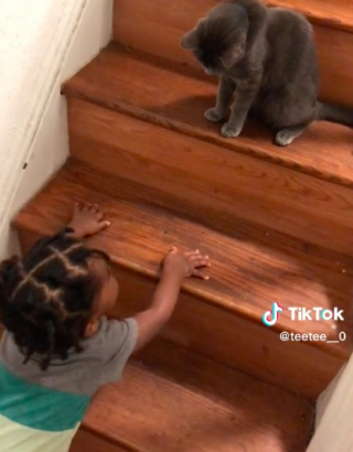 Illustration de l'article : Une chatte protectrice empêche un bébé de grimper les marches d’un escalier (vidéo)