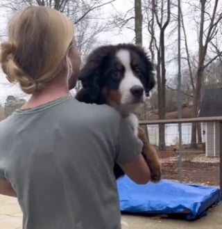 Illustration de l'article : Elle prétend sortir faire les courses et fait la surprise à son mari en rentrant avec un chiot, sa réaction est magnifique (vidéo)