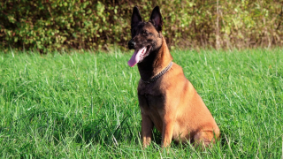 Illustration de l'article : Maltraité et retrouvé pendu à un balcon, un Malinois entame une carrière prometteuse dans les forces de l'ordre