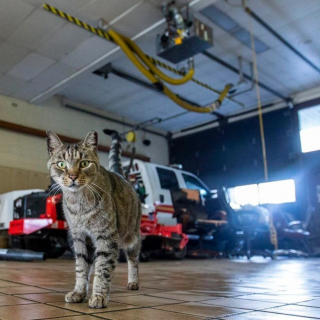Illustration de l'article : Un chat errant s'est invité dans une caserne de pompiers 15 ans plus tôt et ne l'a plus quittée