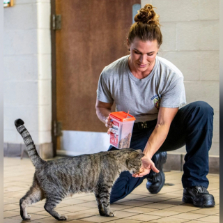 Illustration de l'article : Un chat errant s'est invité dans une caserne de pompiers 15 ans plus tôt et ne l'a plus quittée