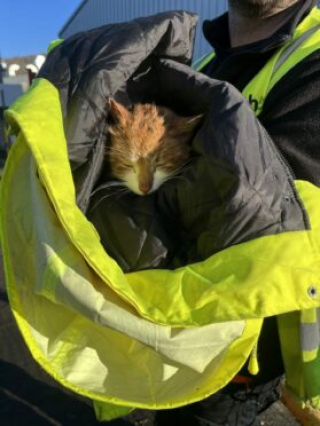 Illustration de l'article : Porté disparu en plein hiver, un chat plonge ses maîtres dans l’angoisse la plus totale