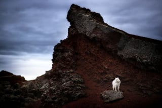 Illustration de l'article : 20 photos fascinantes de chiens prises dans des décors naturels islandais à couper le souffle