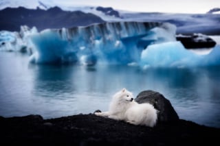 Illustration de l'article : 20 photos fascinantes de chiens prises dans des décors naturels islandais à couper le souffle