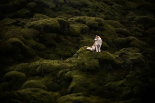 Illustration de l'article : 20 photos fascinantes de chiens prises dans des décors naturels islandais à couper le souffle