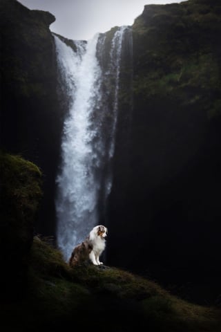 Illustration de l'article : 20 photos fascinantes de chiens prises dans des décors naturels islandais à couper le souffle