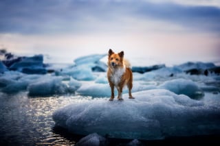 Illustration de l'article : 20 photos fascinantes de chiens prises dans des décors naturels islandais à couper le souffle