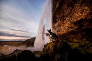 Illustration de l'article : 20 photos fascinantes de chiens prises dans des décors naturels islandais à couper le souffle