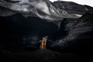 Illustration de l'article : 20 photos fascinantes de chiens prises dans des décors naturels islandais à couper le souffle