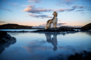 Illustration de l'article : 20 photos fascinantes de chiens prises dans des décors naturels islandais à couper le souffle