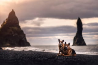 Illustration de l'article : 20 photos fascinantes de chiens prises dans des décors naturels islandais à couper le souffle