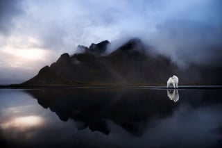 Illustration de l'article : 20 photos fascinantes de chiens prises dans des décors naturels islandais à couper le souffle