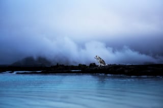 Illustration de l'article : 20 photos fascinantes de chiens prises dans des décors naturels islandais à couper le souffle