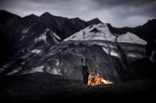 Illustration de l'article : 20 photos fascinantes de chiens prises dans des décors naturels islandais à couper le souffle