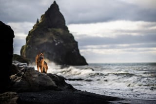 Illustration de l'article : 20 photos fascinantes de chiens prises dans des décors naturels islandais à couper le souffle