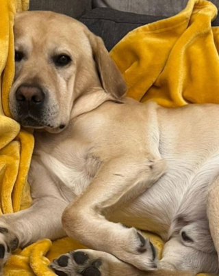 Illustration de l'article : "Il a été un chien joyeux jusqu’au bout" : Laurent Ruquier partage sa peine au sujet de son Labrador