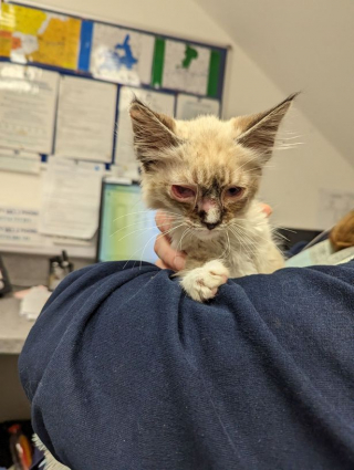 Illustration de l'article : Abandonné dans le froid, ce chaton a été découvert dans un seau avec l'oeil infecté, une couverture et de la nourriture