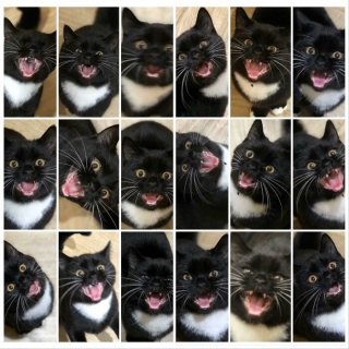 Illustration de l'article : 20 chats qui ont beaucoup à dire et qui ont bien l'intention de s'exprimer haut et fort