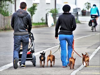 Illustration de l'article : Smartphones et distractions lors des promenades : comment le manque d'attention du maître met son chien en danger