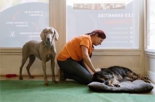 Illustration de l'article : À Strasbourg, les touristes peuvent confier leur chien à Patch Guard pendant qu’ils visitent la ville