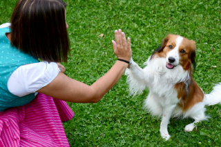 Illustration de l'article : Pendant les vacances d'été, faites garder votre chien à moindre coût par les bénévoles passionnés d’Emprunte Mon Toutou