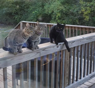 Illustration de l'article : 15 photos de chats s'invitant chez des voisins au hasard et prenant leurs aises
