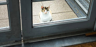 Illustration de l'article : Des agents municipaux s'unissent pour venir en aide à une chatte attaquée par une mouette