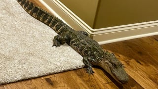 Illustration de l'article : Un chien de 7 ans réagit tel un héros lorsqu'un dangereux reptile s'introduit dans sa maison (vidéo)