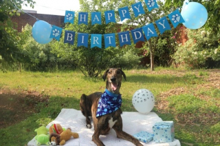 Illustration de l'article : Un chien de refuge profite d'une fête pour son 4e anniversaire, alors qu'il attend un foyer depuis 600 jours