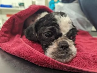 Illustration de l'article : Une Shih Tzu traumatisée est laissée à l'abandon avec un poil terriblement emmêlé