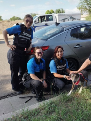 Illustration de l'article : Une femme tente courageusement de sauver une chienne abandonnée sur la route après un vol de voiture brutal