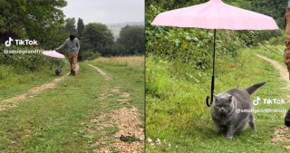 Illustration de l'article : Un homme attentionné n'hésite pas à jouer les majordomes pour son chat sénior lors des promenades (vidéo)