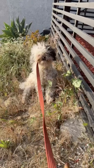 Illustration de l'article : Un couple recueille une chienne errante mal en point, puis comprend qu'il aura plus de travail que prévu