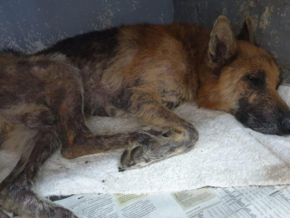 Illustration de l'article : Un acte héroïque pour tenter de sauver un chien enterré vivant sous le sable et une dalle de béton