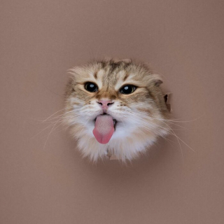 Illustration de l'article : 20 photos surprenantes et originales de chats traversant un mur de papier