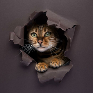 Illustration de l'article : 20 photos surprenantes et originales de chats traversant un mur de papier