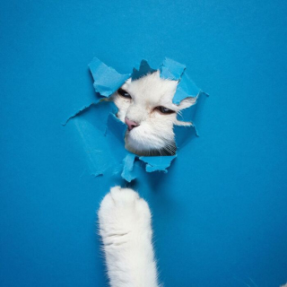 Illustration de l'article : 20 photos surprenantes et originales de chats traversant un mur de papier
